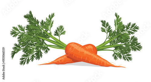 Fresh pair of bright orange carrots with their green leafy tops still attached, crossed in a simple and healthy composition.