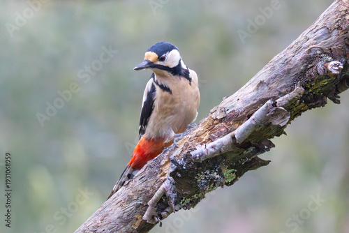Great Spotted Woodpecker (Dendrocopos major) on a tree in nature