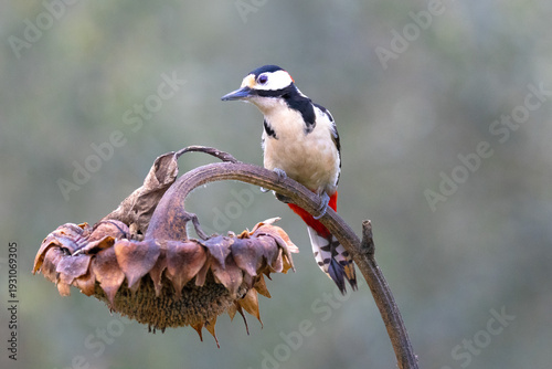 Great Spotted Woodpecker (Dendrocopos major) on Sunflower Plant