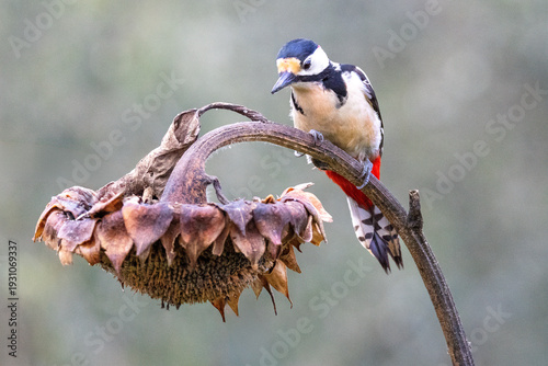 Great Spotted Woodpecker (Dendrocopos major) on Sunflower Plant