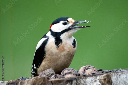 Great Spotted Woodpecker (Dendrocopos major) on a tree in nature