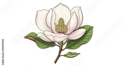 Exquisite botanical illustration of a blooming white magnolia flower showcasing delicate petals