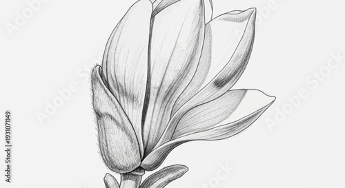 Exquisite botanical study capturing the delicate beauty of a magnolia bud in monochrome pencil