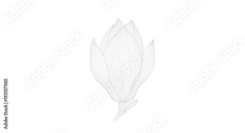 Elegant monochrome line art illustration of a closed magnolia flower bud perfect for minimalistic