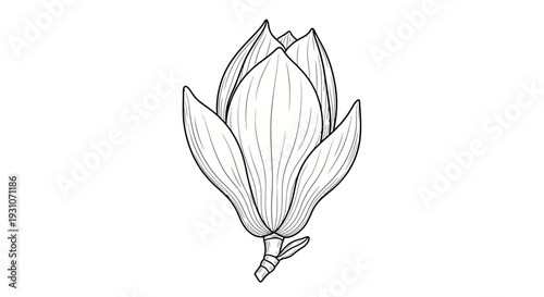 Elegant line art illustration of a magnolia flower bud, symbolizing fresh spring growth and