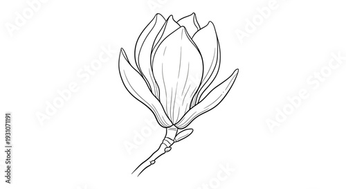 Elegant monochrome line drawing of a magnolia flower bud on a graceful stem for botanical art
