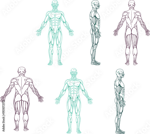 Human muscular system anatomy vector illustration, front side and back views detailed cad drawing flat vector isolated on white background