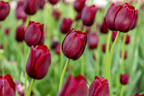 Red tulips in park during spring. Flowers in garden.