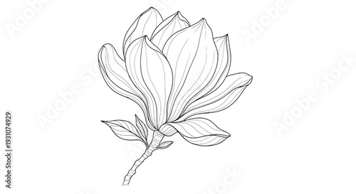 Detailed botanical magnolia blossom illustration in graceful line art for elegant design elements