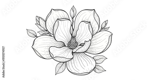 Elegant magnolia blossom line art illustration showcasing intricate botanical details on a