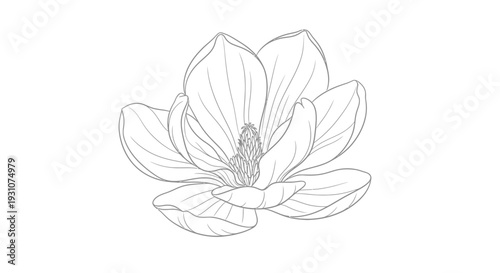 Elegant botanical line art illustration of a blooming magnolia flower with delicate petals and