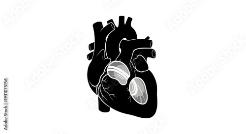 Detailed anatomical illustration of the human heart showcasing its vital internal structures and