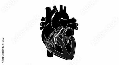 Detailed monochromatic vector illustration of the human heart showcasing anatomical structures for