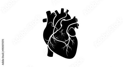Detailed black silhouette of a human anatomical heart on a stark white background illustrating