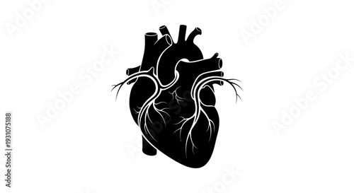 Detailed anatomical illustration of a human heart in a striking black and white vector design