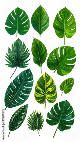 Assorted tropical leaves on a white background