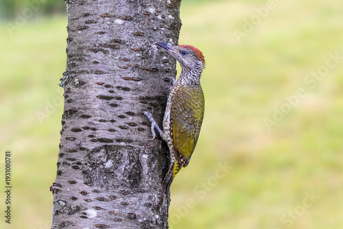 Young European Green Woodpecker (Picus viridis) perched on tree in forest
