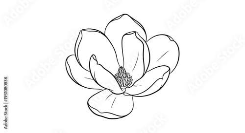 Simple botanical drawing of a delicate southern magnolia blossom in full bloom
