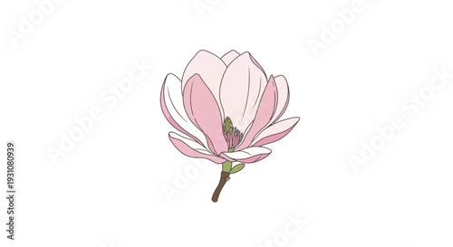 Elegant minimalist pink magnolia bloom botanical illustration on a pristine white background