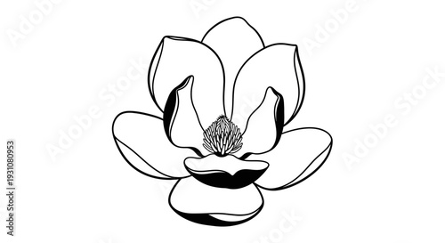 Elegant black and white magnolia bloom botanical line art illustration design minimal and