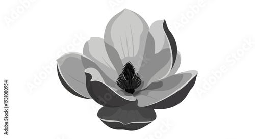 Grayscale botanical illustration of an elegant magnolia flower blooming gracefully on a pure white