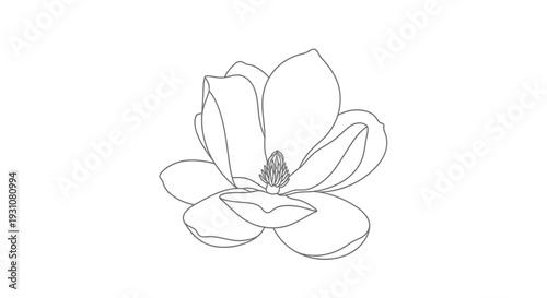 Elegant minimalist line art drawing depicting a single blooming magnolia flower botanical