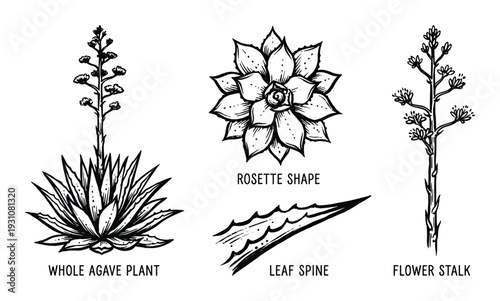 Agave Plant Parts Illustration: Rosette Shape, Leaf Spine, Flower Stalk and Whole Agave Plant Illustration