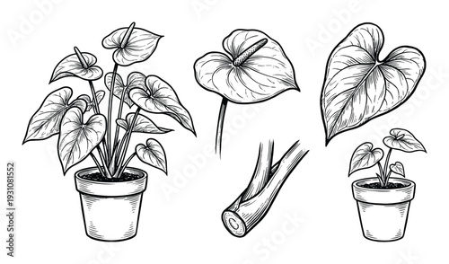 Anthurium plant drawings with flower, leaf and cut stem details in pot isolated on white background
