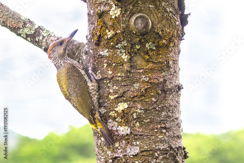 Young European Green Woodpecker (Picus viridis) perched on tree in forest