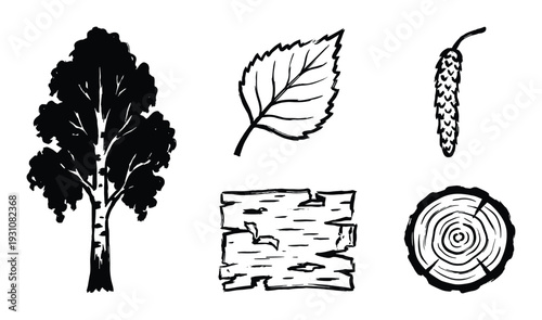 Birch tree illustrations: tree, leaf, catkin, bark, and tree trunk cross-section. Black and white drawings