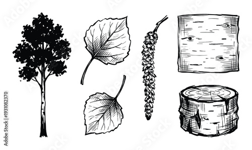 Birch tree sketch with leaves, catkin, bark and log hand-drawn illustration set