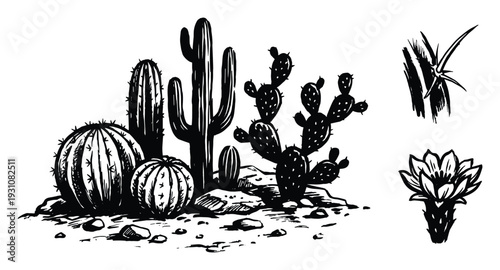 Black and white illustration of various types of cacti in a desert setting with a cactus flower drawing
