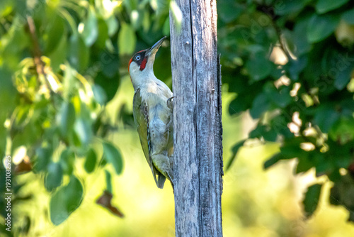 European Green Woodpecker (Picus viridis) perched on tree in forest