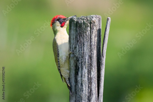 European Green Woodpecker (Picus viridis) perched on tree in forest