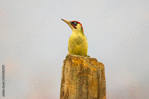 European Green Woodpecker (Picus viridis) perched on tree in forest