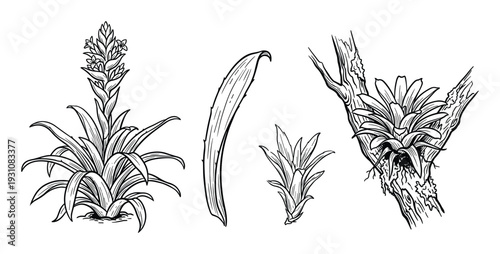 Bromeliad Plant Line Art Illustrations of Different Varieties, Leaf, and Growing on a Tree Branch