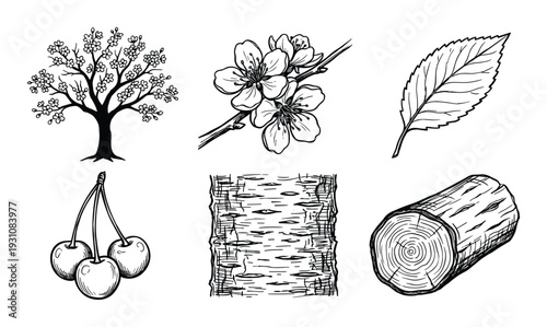 Cherry tree botanical illustration: blossoms, cherries, bark, leaf, and log isolated.