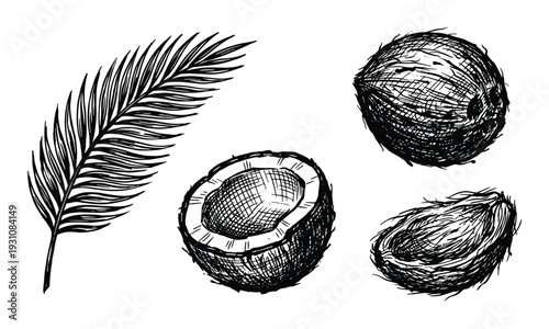 Coconut sketches collection with palm leaf, half coconut, whole coconut vector illustration