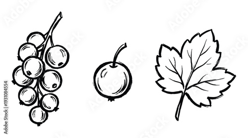 Currant sketch illustration with berries, single fruit, and leaf, hand-drawn style design elements