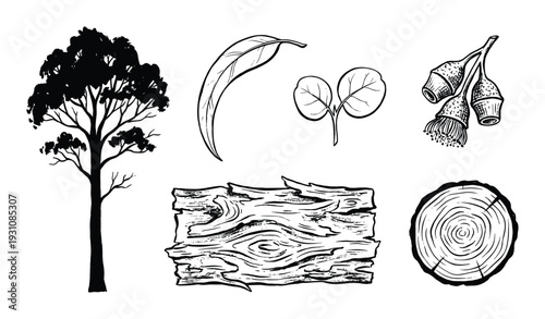 Eucalyptus Tree Parts Illustration: Tree, Leaf, Seedling, Gumnuts, Bark, and Wood Slice in Black and White