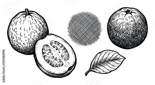 Guava fruit vector illustration, whole and half guavas, leaf and crosshatch circle drawing, hand-drawn design elements
