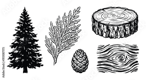 Hand drawn coniferous tree, branch, cone, tree stump, wood grain illustration. Forest elements black ink sketches