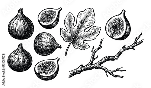 Hand drawn figs illustration with fig fruits, sliced fig fruit, fig leaf and a branch in detailed black and white engraving style