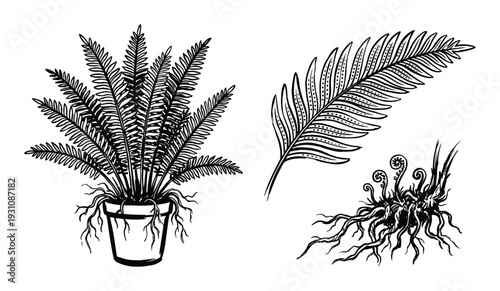 Hand drawn fern plant with pot, single fern leaf and unrolling fern fronds, black and white botanical illustration