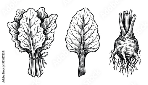 Hand-drawn beet plant vector illustration, including a bundle of chard, single leaf and the root vegetable