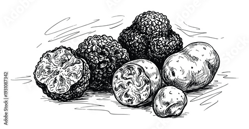 Hand-drawn illustration of truffles and potatoes, artistic black and white sketch of food ingredients.