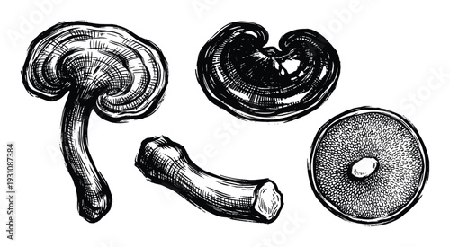 Hand-drawn ink sketch illustration of reishi mushrooms in various views and sections isolated on white