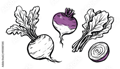 Hand-drawn illustration of turnips and beetroot vegetables with leaves and cross-section, in black and purple