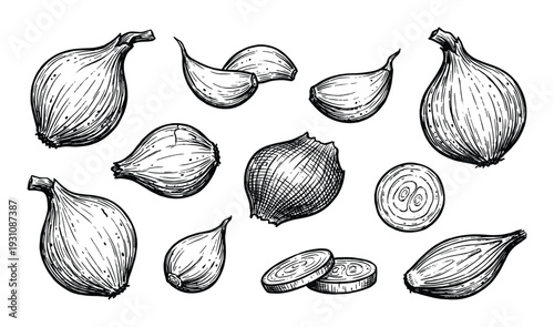 Hand-Drawn Onion and Garlic Bulbs Illustration, Line Art Style