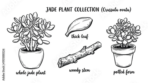 Jade plant collection drawing (Crassula ovata) showing thick leaf, whole plant, woody stem, and potted form.
